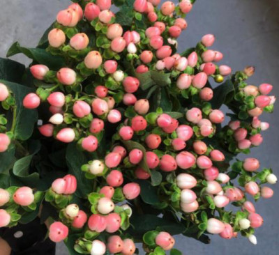 Цветы в ассортименте Hypericum pink
