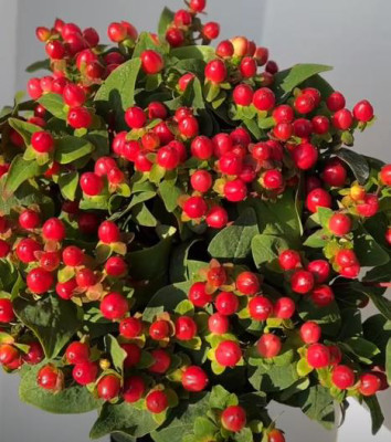 Цветы в ассортименте Hypericum red crystal