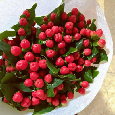 Цветы в ассортименте Hypericum red square