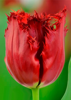 Тюльпаны Indiana