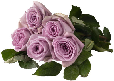 Одноголовые розы Indigo