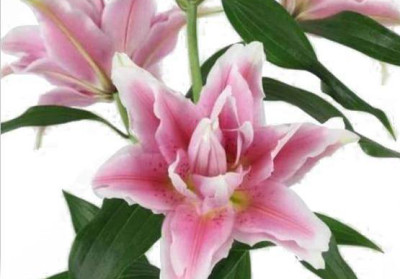 Лилии Isabella 4+