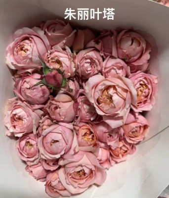 Розы кустовые Juliet tower