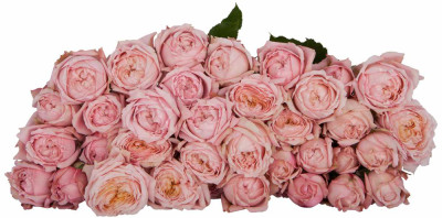 Розы кустовые Julietta