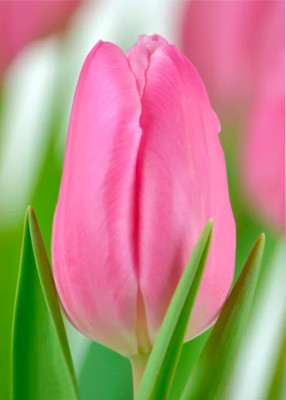 Тюльпаны Jumbo Pink