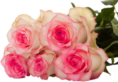 Одноголовые розы Jumilia