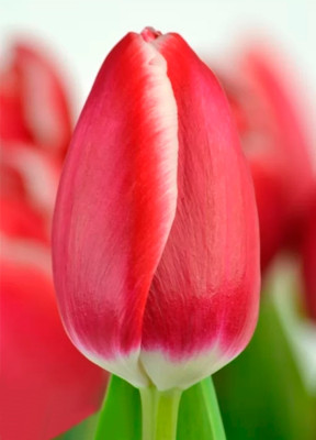 Тюльпаны Kung Fu