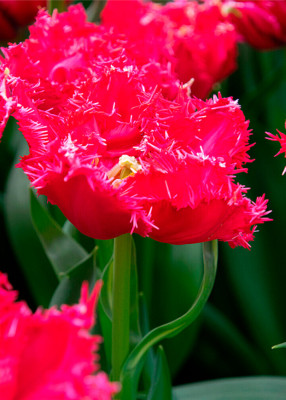 Тюльпаны La Mour