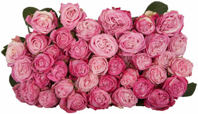 Розы кустовые Lady Bombastic