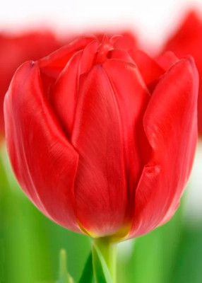 Тюльпаны Largo