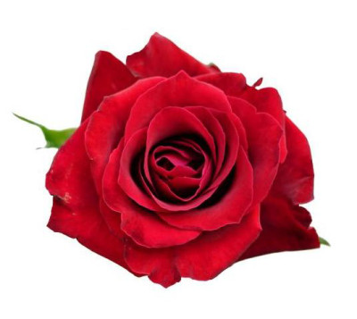 Одноголовые розы Legend