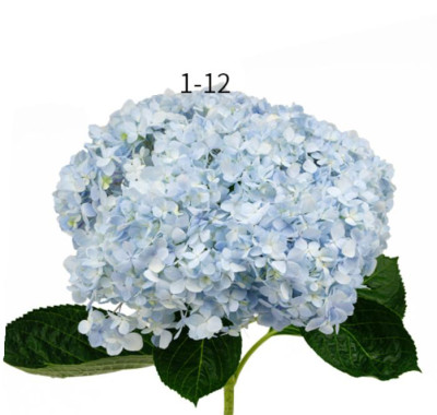 Гортензия Light blue