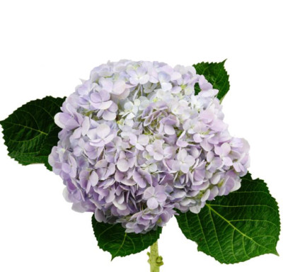 Гортензия Light Purple