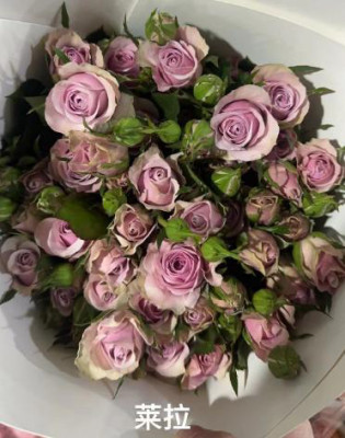 Розы кустовые Lila