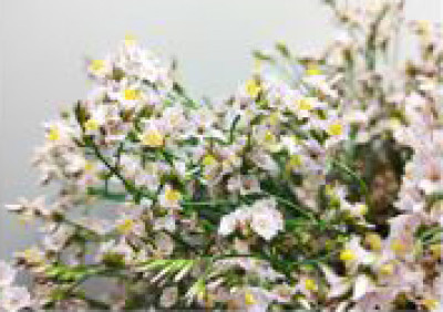 Лимониум Лимониум light Pink