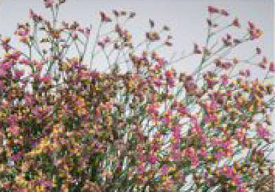 Лимониум Лимониум Pink