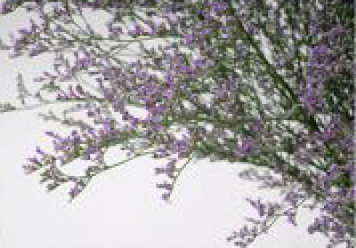 Лимониум Лимониум Purple