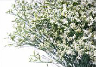 Лимониум Лимониум White