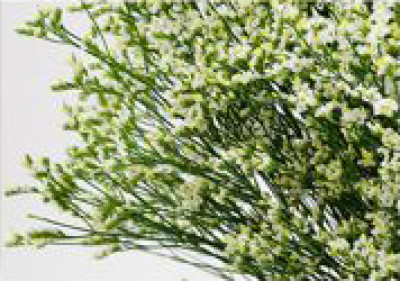 Лимониум Лимониум Yellow