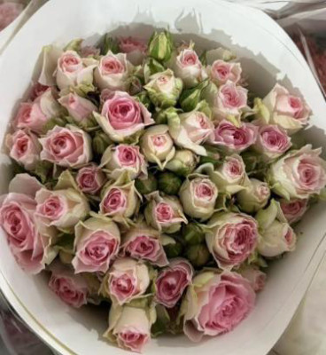 Розы кустовые Lola in love