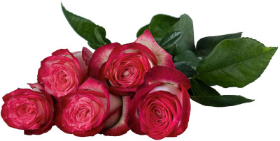 Одноголовые розы Lovely Fairy