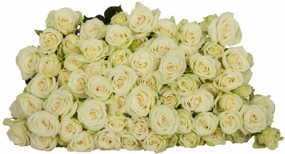 Розы кустовые Lyrica