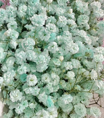 Гипсофила Гипсофила L.Blue