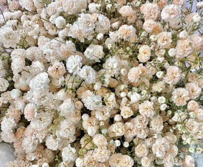 Гипсофила Гипсофила L.OR