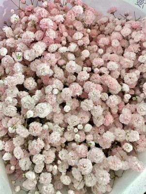 Гипсофила Гипсофила L.P