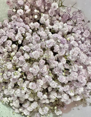 Гипсофила Гипсофила L.Purple