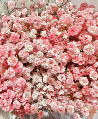 Гипсофила Гипсофила Red