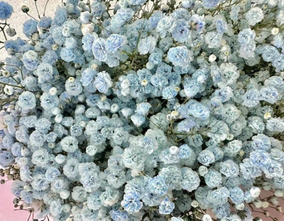 Гипсофила Гипсофила Royalblue