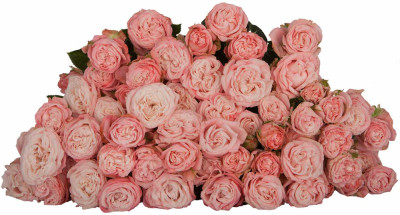 Розы кустовые Madam Bombastic