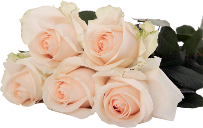 Одноголовые розы Magic Avalanche