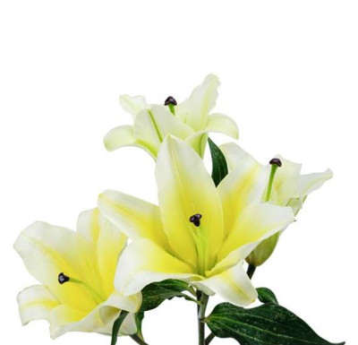Лилии Manissa Yellow (1+, 2+, 3+, 4+)