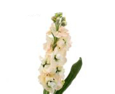 Маттиола Маттиола champagne