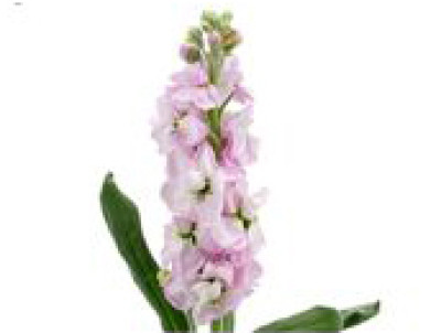 Маттиола Маттиола light pink