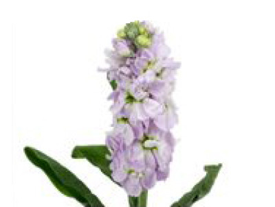 Маттиола Маттиола light purple