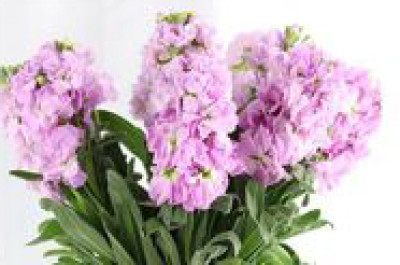 Маттиола Маттиола pink