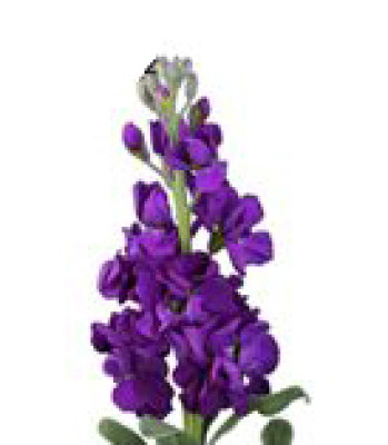 Маттиола Маттиола purple