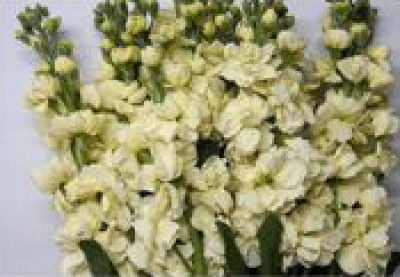 Маттиола Маттиола yellow