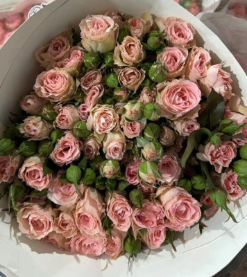 Розы кустовые Mermaid princess