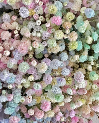 Гипсофила Million Stars Single branch 7 colour