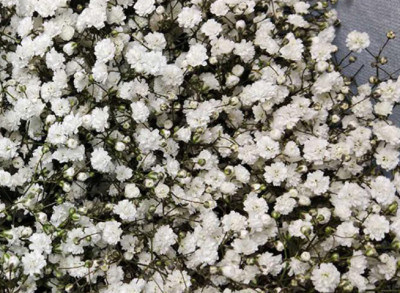 Гипсофила Million Stars