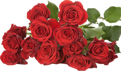 Розы кустовые Mirabel