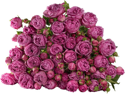 Розы кустовые Misty Bubbles