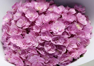 Гортензия Multi patel pink