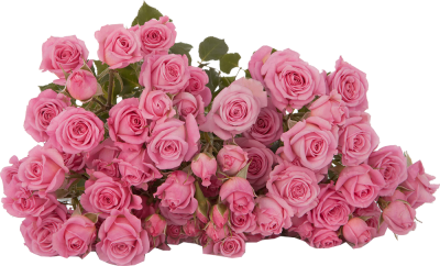 Розы кустовые Nathalie