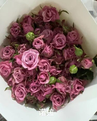 Розы кустовые Nola