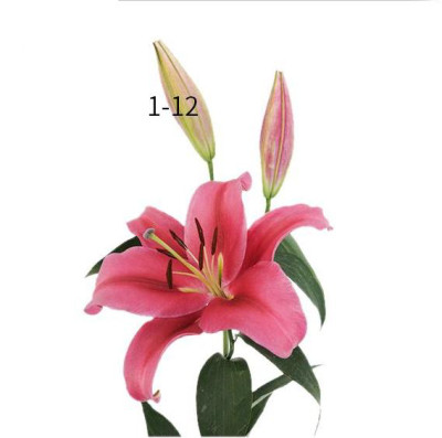 Лилии Parasol (1+, 2+, 3+, 4+)